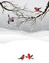 Winter background with birds bullfinch