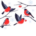 Winter background with birds bullfinches and plants. Merry Christmas and Happy New Year card.