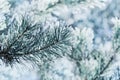 Winter background of blue pine branch in the snow and frost on a cold day. Macro nature. Royalty Free Stock Photo