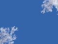 Winter background, blue sky and snowy frozen tree