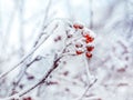 Winter background with branches of the red mountain ash covered with hoarfrost.