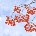 Winter background with branches rowan berry