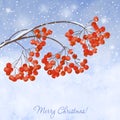 Winter background with branches rowan berry