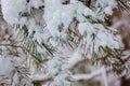 Winter background of branchs tree under the snow in a cold day Royalty Free Stock Photo