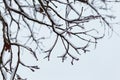 Winter background of branchs tree under the snow in a cold day. Royalty Free Stock Photo