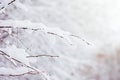 Winter background of branchs tree under the snow in a cold day. Royalty Free Stock Photo