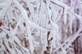 Winter background of branchs tree under the snow in a cold day. Royalty Free Stock Photo