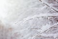 Winter background of branchs tree under the snow in a cold day. Royalty Free Stock Photo