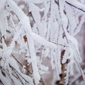 Winter background of branchs tree under the snow in a cold day. Royalty Free Stock Photo