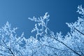 Winter background, brunches in snow on blue sky in classic blue trendy color. Color of the year 2020