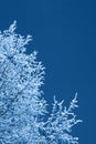 Winter background, brunches in snow on blue sky in classic blue trendy color. Color of the year 2020