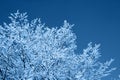 Winter background, brunches in snow on blue sky in classic blue trendy color. Color of the year 2020