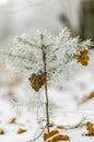 Winter, background, christmas, forest, landscape, nature, snow