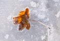 Winter background with leaf and ice