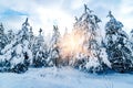 Winter Background. winter forest scenery. Scenic image of tree. Frosty day, calm wintry scene. Ski resort Royalty Free Stock Photo