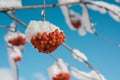 Winter background, frame of rowan branches in snow, blue sky Royalty Free Stock Photo
