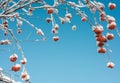 Winter background, frame of rowan branches in snow, blue sky Royalty Free Stock Photo