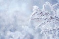 Winter background with frost covered branch of dry plant on blurred background during heavy snowfall Royalty Free Stock Photo