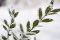 Winter background with frosty boxwood. Evergreen boxwood bushes under snow on a snowy background. Boxwood leaves in the snow Royalty Free Stock Photo