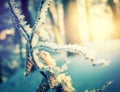 Winter background, frosty forest. texture of the snow at sunset. Royalty Free Stock Photo