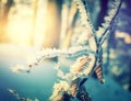 Winter background, frosty forest. texture of the snow at sunset. Royalty Free Stock Photo