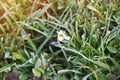 A fragile Daisy flower covered with ice. Winter background of frosty green grass in sun rays Royalty Free Stock Photo