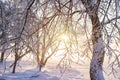 Winter background. Frosty trees branches in golden sunlight at sunset. Hoarfrost on tree and plants. Winter scene