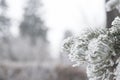 Winter background. Frozen christmas tree and blurred snow.