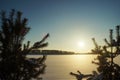 Winter Background - Frozen Christmas Tree and blurred Snow. Royalty Free Stock Photo
