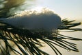 Winter Background - Frozen Christmas Tree and blurred Snow. Royalty Free Stock Photo