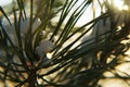 Winter Background - Frozen Christmas Tree and blurred Snow. Royalty Free Stock Photo