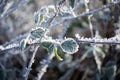 Frosted blackberry leaves. Winter time. White ice crystals. Royalty Free Stock Photo