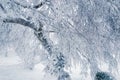 Winter background: frozen tree branches after ice storm