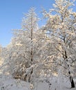 Winter background Royalty Free Stock Photo