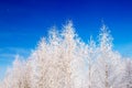 Winter background, landscape. Trees in wonderland. Royalty Free Stock Photo