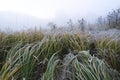 Grass in the frost, morning frost, Winter background