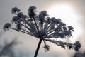 Winter background, morning frost on the grass in ice Royalty Free Stock Photo