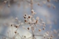 Winter background, morning frost on the grass in ice Royalty Free Stock Photo