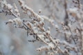 Winter background, morning frost on the grass in ice Royalty Free Stock Photo