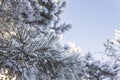 Winter background. Natural pine tree branches covered snow with blue sky background. Cold sunny day in winter season Royalty Free Stock Photo