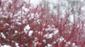 Winter background with natural white frost and ice Royalty Free Stock Photo