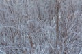 Winter background with natural white frost and ice Royalty Free Stock Photo