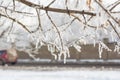 Winter background with natural white frost and ice Royalty Free Stock Photo