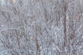 Winter background with natural white frost and ice Royalty Free Stock Photo