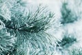 Winter background of pine branch in the snow and frost on a cold day. Macro nature. Royalty Free Stock Photo