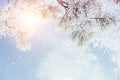 Winter background of pine branches against the sky and sunbeams Royalty Free Stock Photo