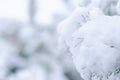 Winter background with pine needles. Snow-covered trees. Winter weather. Evergreen pines in the snow Royalty Free Stock Photo