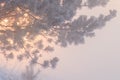 Winter background. Pine tree branch in the sunny morning sunlight. Hoarfrost and snow outdoor Royalty Free Stock Photo