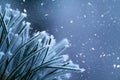 Winter background. Pine tree branches covered frost Royalty Free Stock Photo