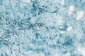 Winter background from pine tree covered with hoarfrost, frost or rime in a snowy forest